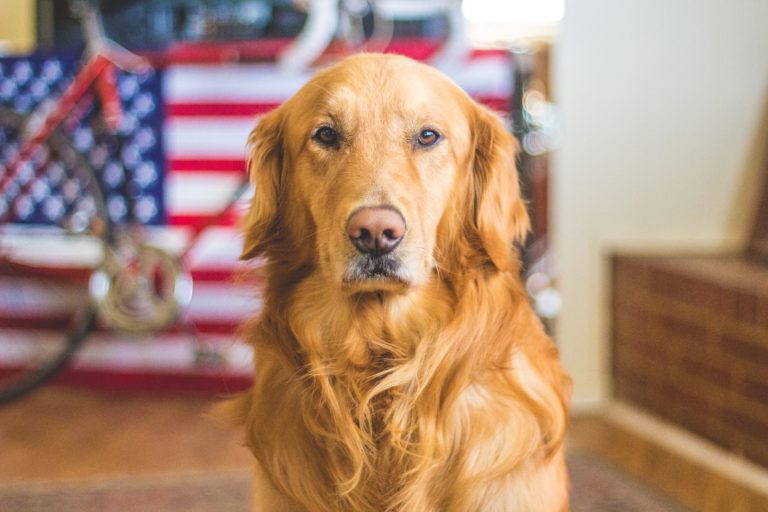 A dark golden retriever in front of an American flag.